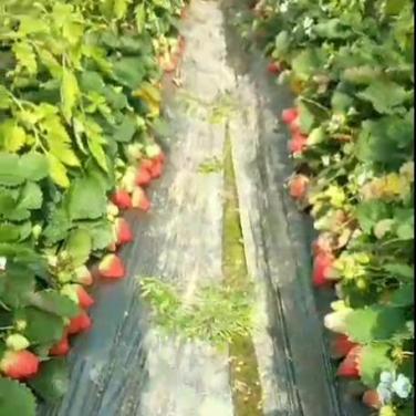 紅又甜在草莓上的效果